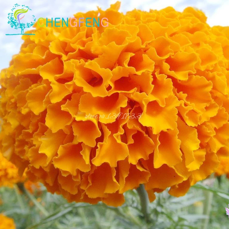

Chrysanthemum plants Perennial Flowering Rose Pink Marigold plants Long Full Of Real Daisy plants 200 Particles / Bag Sementes