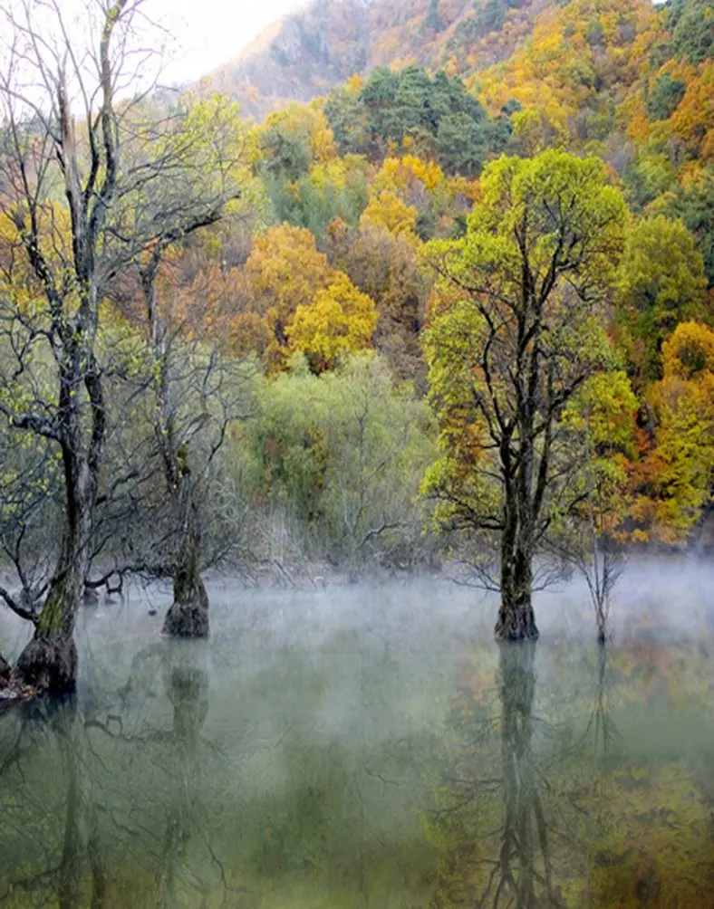 

5x7ft Landscape Forest Tree in Fall Photography Backdrops Photo Props Studio Background