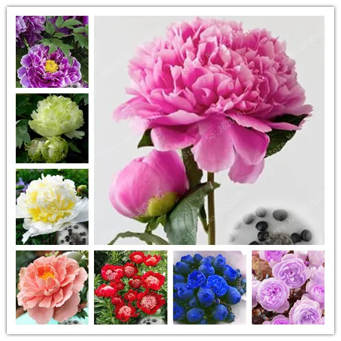 

20pcs Bonsai Rare Chinese Peony Bonsai Greenery Flowers Plant Plants Terrace Courtyard Paeonia Flower For Home Garden