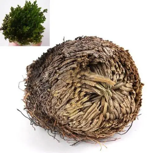 

1 Pc Live Resurrection Plant Rose of Jericho Dinosaur Plant Set Air Fern Spike Moss