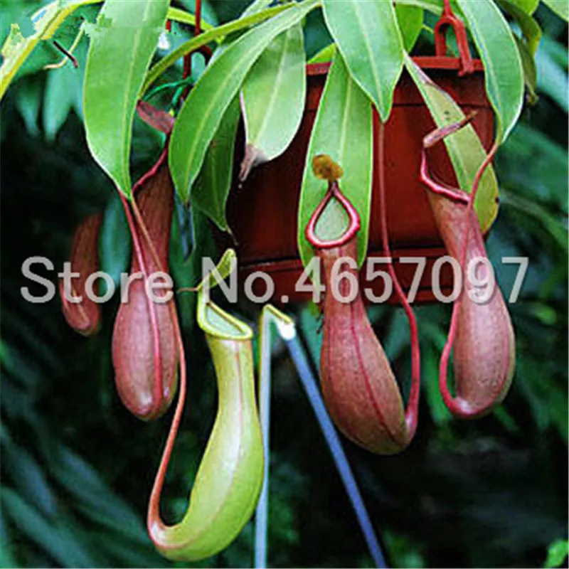 300 pcs/lots Dionaea Muscipula Giant Clip Venus Flytrap Plant Multifarious Nepenthes Carnivorous Plant Bonsai tree for Garden 300 pcs/lots Dionaea Muscipula Giant Clip Venus Flytrap Plant Multifarious Nepenthes Carnivorous Plant Bonsai tree for Garden