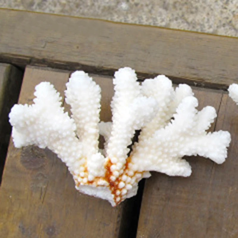 Антипаты кораллы природные коралловые ветви морской риф домашний аквариум украшения аквариума поставки украшения