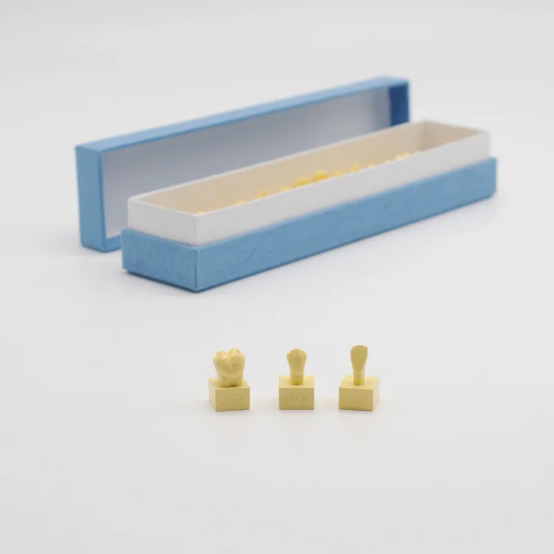 

Dental Equipment 1:1 Permanent Teeth Model With Base Tooth Anatomy Model For Dentist Lab