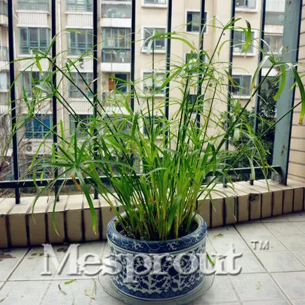 50 шт Cyperus Alternifolius бонсай водный для воды Pltion! Бонсай для дома и красоты Гидропоника