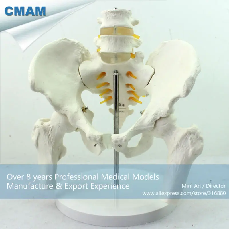 CMAM/12338 таз, поясничный позвоночник, бедренная голова, пластиковый таз медицинская анатомическая модель человека
