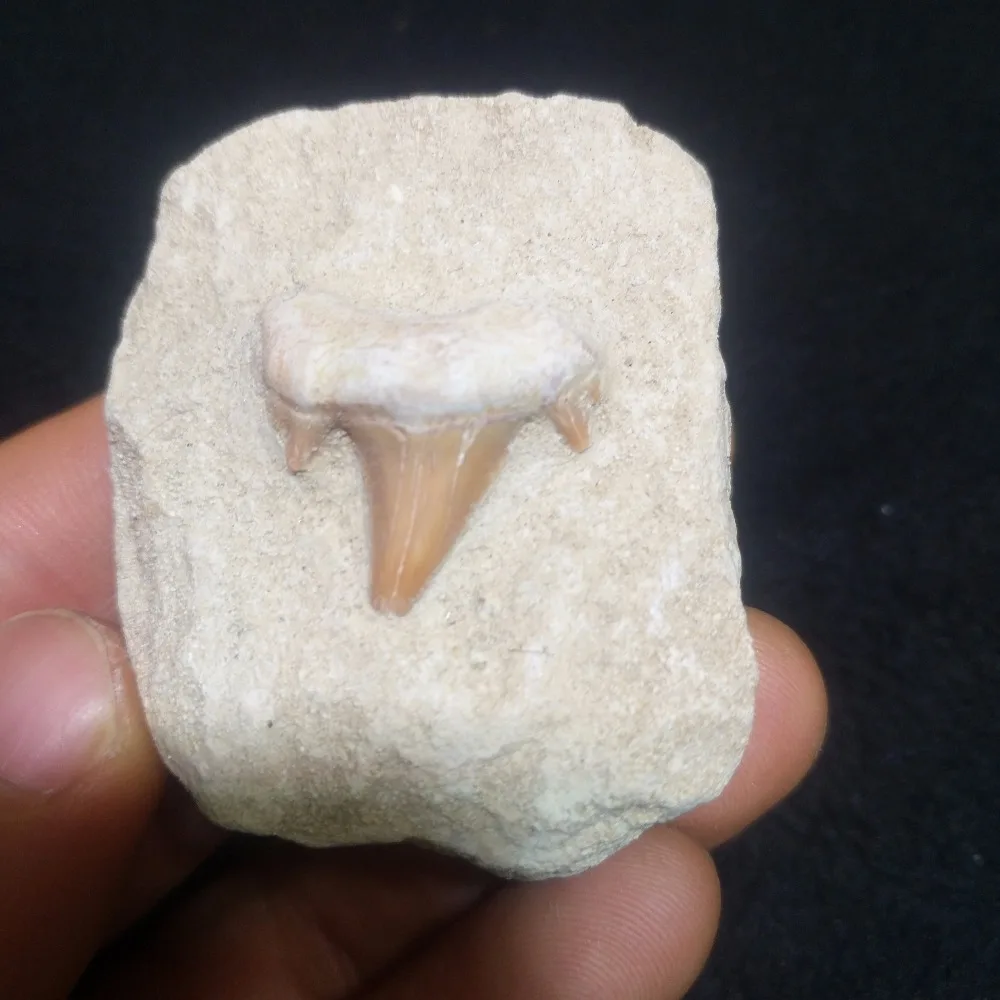 

A fossil tooth specimen of a naturally occurring ancient organism