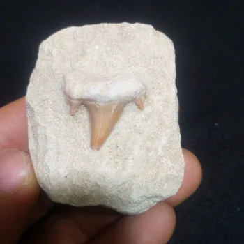 

A fossil tooth specimen of a naturally occurring ancient organism