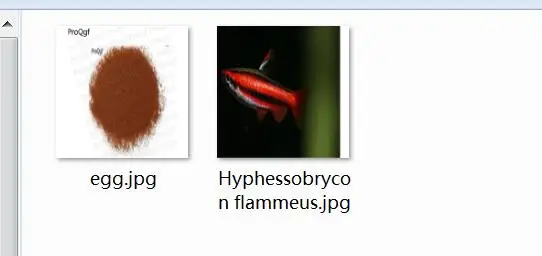 30 шт. в наборе Hyphessobrycon flammeus - Цвет: hyphessob