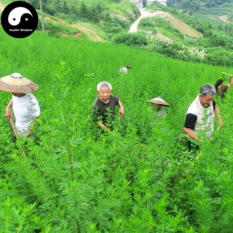 

Buy Herba Artemisiae Annua Semente 1600pcs Plant Sweet Wormwood For Herb Qing Hao