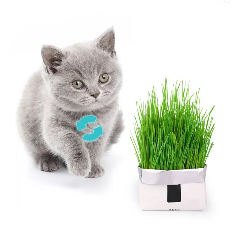 N Cat Grass Soilless Culture Kit- Seeds And Flowerpot Pet Soilless Cultivation Cat Grass To Hair Ball To Help Digest Cat Stomach