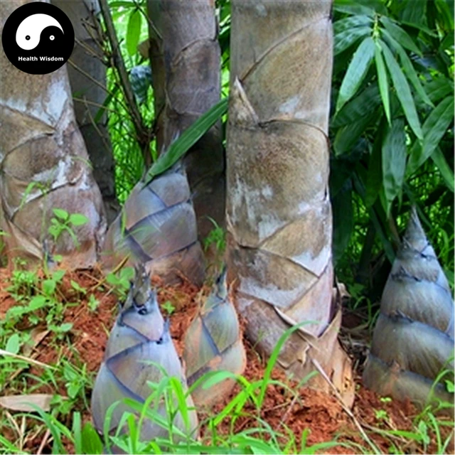 buy huge dragon bamboo