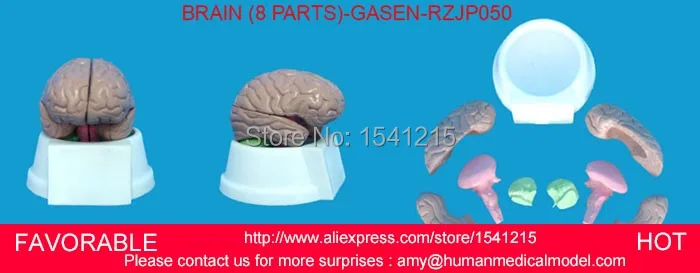 

HUMAN BRAIN MODEL, ANATOMY MODELS ,BRAIN MODELS, BRAIN ,HUMAN HEAD ANATOMICAL MODEL BRAIN MODEL -GASEN-RZJP050
