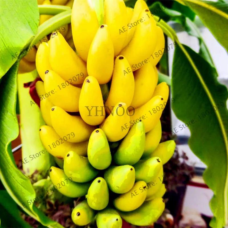Dwarf Banana Seeds 100pcs Best Seeds Online Free Shipping Worldwide