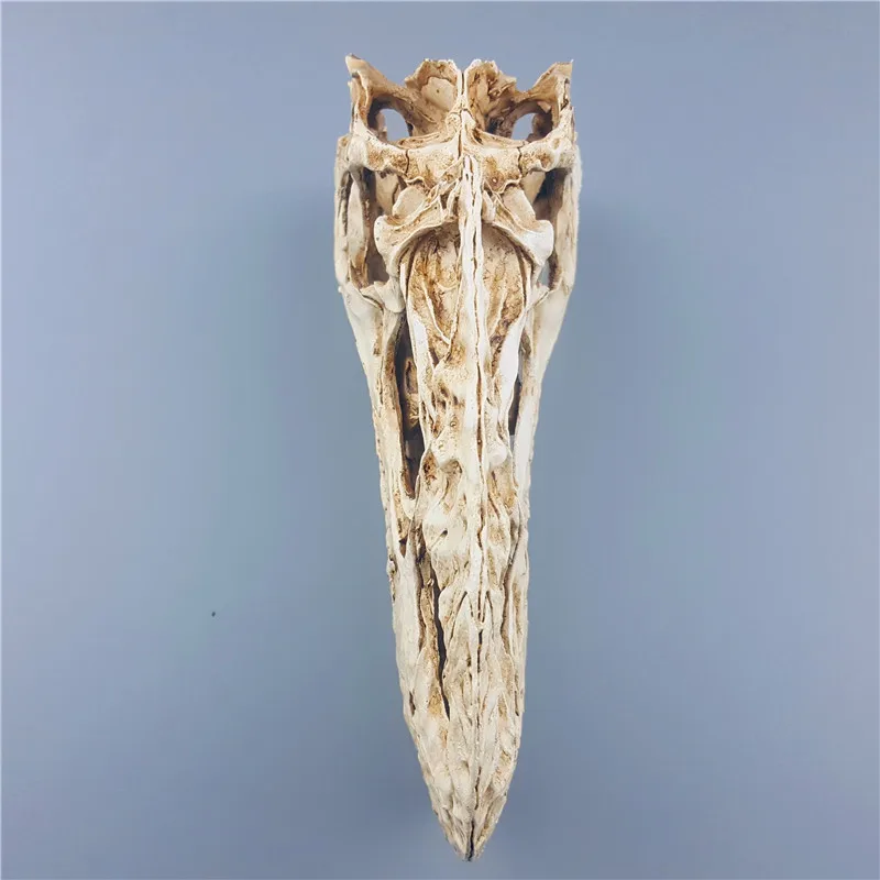  Mrzoot Resin Dinosaur Skeleton Model Monolophosaurus Specimen Animal Research Teaching Decoration - 32872207998