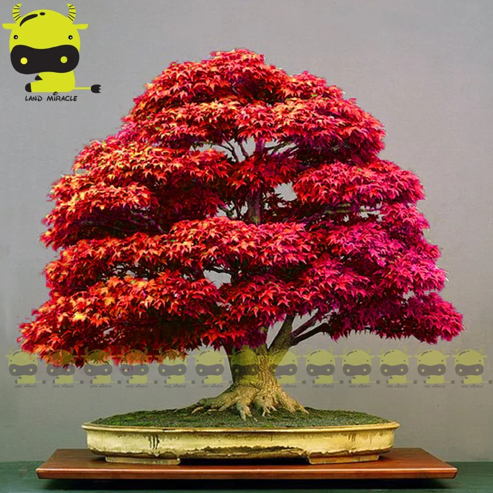 Aliexpress.com : Buy Red Japanese Ghost Maple Tree Bonsai Seeds, 10 Seeds/Pack 100% Real Acer