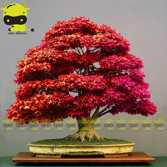 Buy Red Japanese Ghost Maple Tree Bonsai Seeds, 10