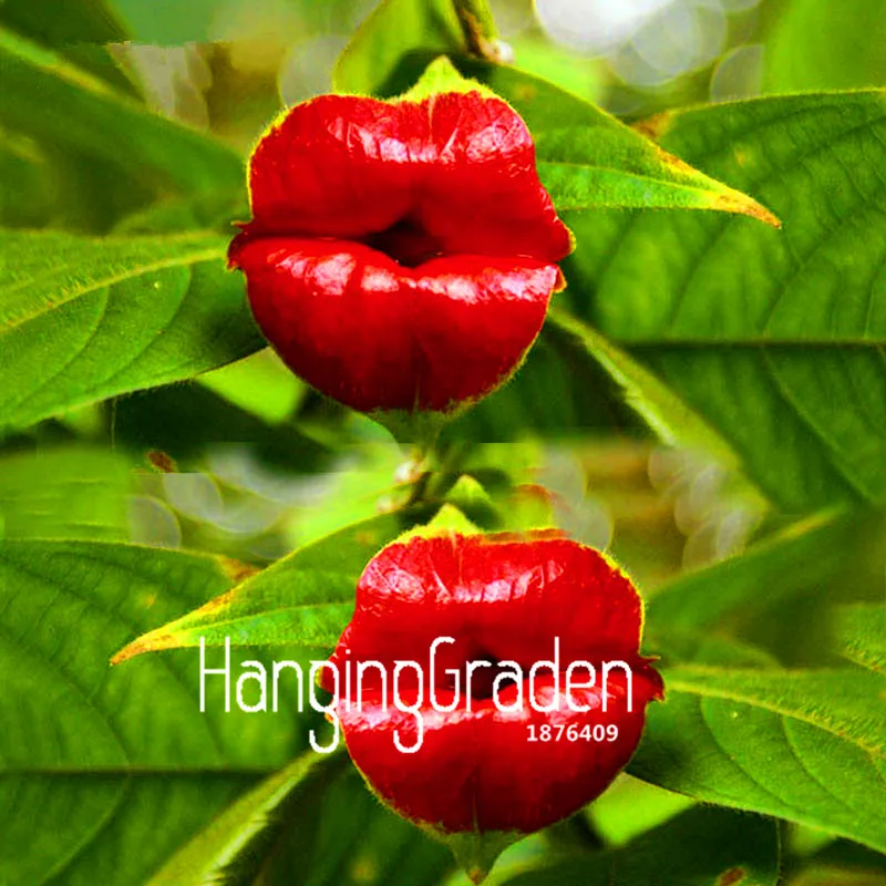 

Loss Promotion! 100 Pcs A Lot Red Lips Flower bonsai Rare Flower Pots Psychotria Elata Flower garden