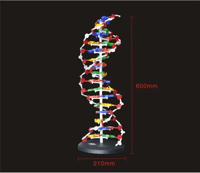 60 см ДНК Структура базовой модели пара генно-ген ДНК двойной спирали ДНК модели Пособия по биологии Обучающие, развивающие поставки оборудования