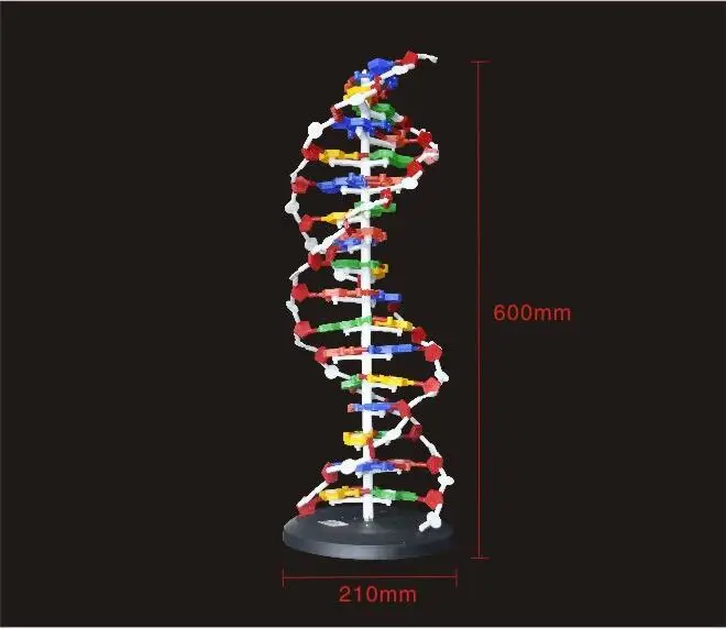 Base de Dna Modelo de Estrutura Modelos de Dupla Hélice do Dna Equipamentos de Ensino 60 Centímetros Par Dna Gene Biologia Genética Fornece Educacional 3 60 centímetros Base de DNA Modelo de