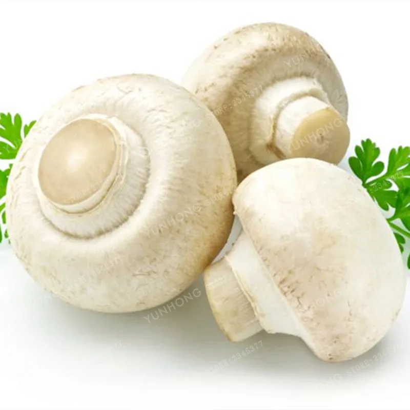 

Big Sale 100 Pcs Delicious White Mushroom bonsai Green Vegetables Bonsai plant Very Easy To Grow For Home