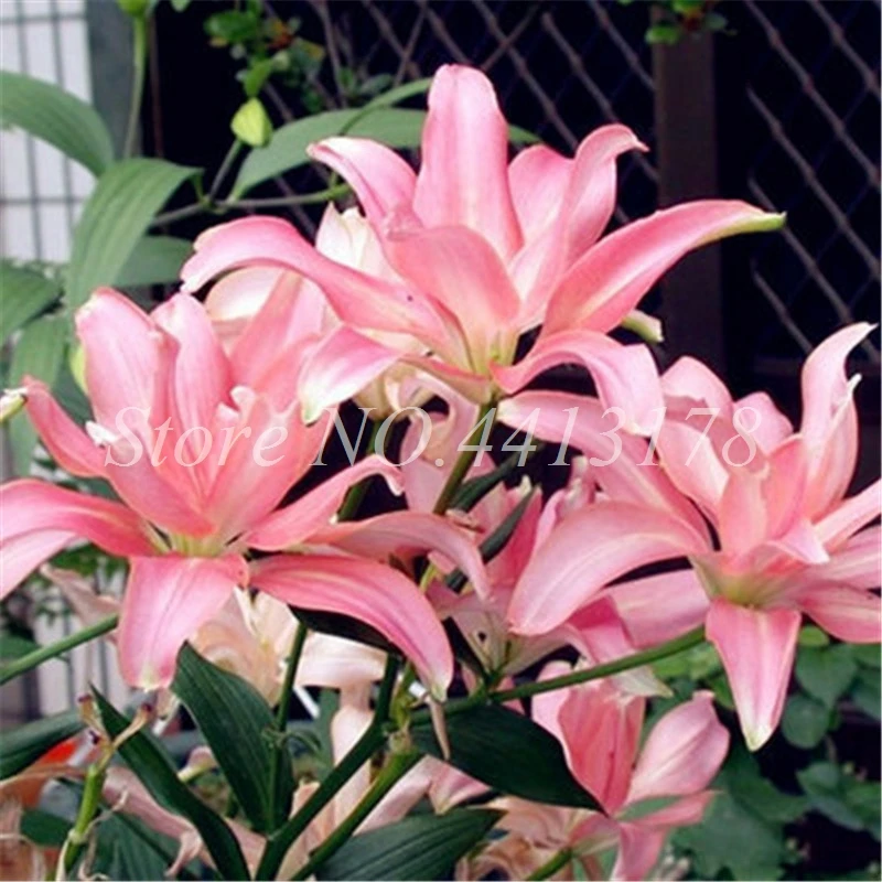 Rare Lily Bonsai Not Bulbs Exotic Bonsai Lilium Flower Potted Pleasant Fragrance Plant For Home & Garden Flower Pot 100 Pcs