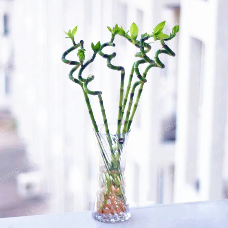 6 Kinds Lucky Bamboo Choose Potted Bonsai Variety Complete Dracaena plant The Budding Rate 95% 30 PCS/Pack 6 Kinds Lucky Bamboo Choose Potted Bonsai Variety Complete Dracaena plant The Budding Rate 95% 30 PCS/Pack