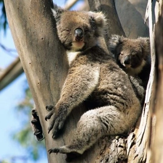 Mother and Baby Koala on Blue Gum  Kangaroo Island  Australia Poster Print by Howie Garber (18 x 27)