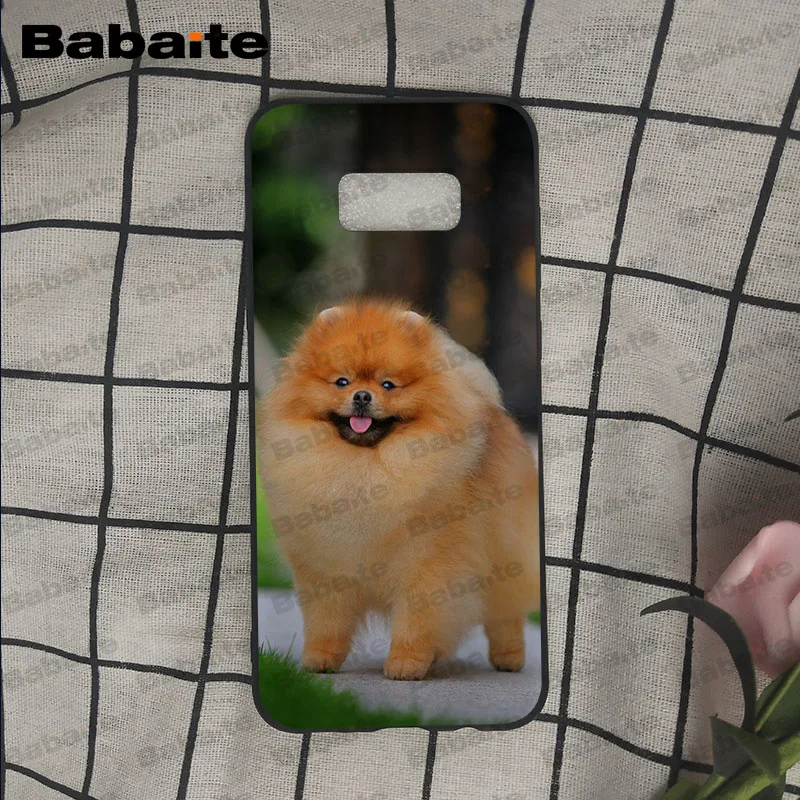 Pomeranian dogs puppy