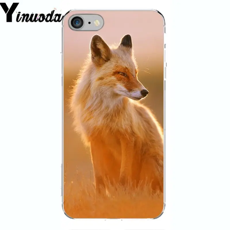 A Fox in The Wild Red Fox 