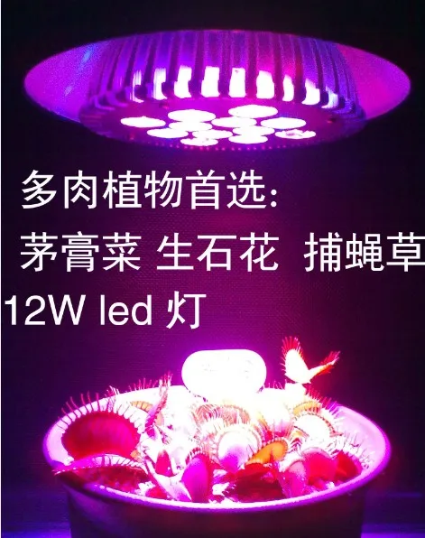 grow light for lithops