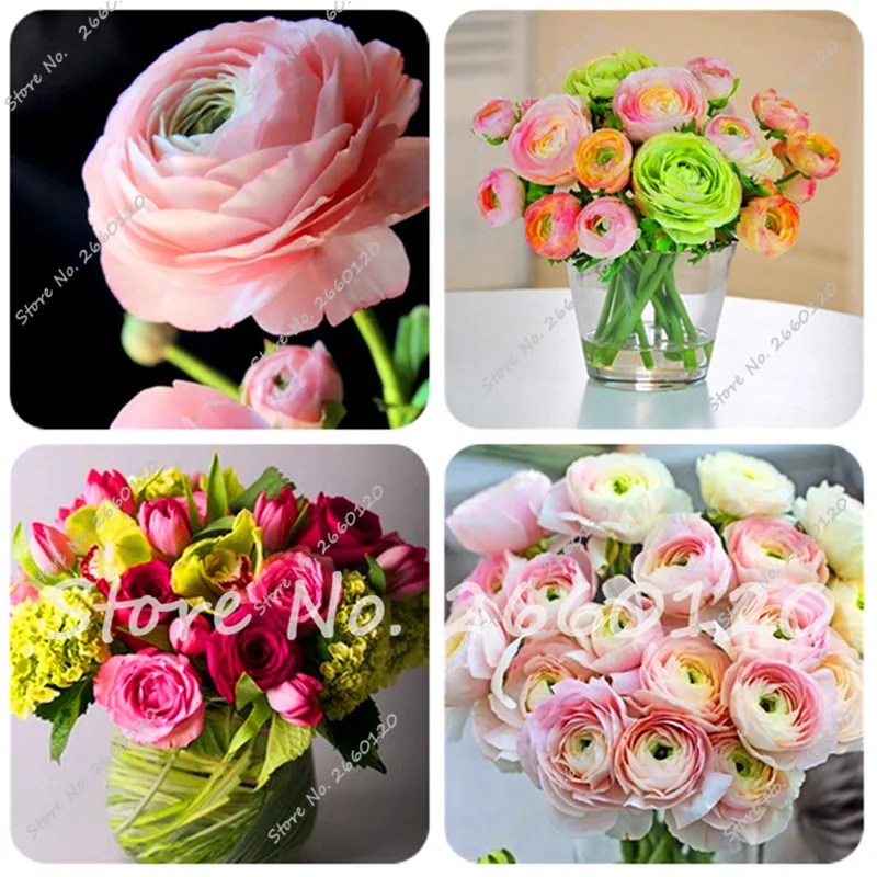 

100 pcs Mixed Ranunculus Flower bonsai Home DIY Persian Buttercup Plant bonsai , not Flower Bulbs Free Shipping