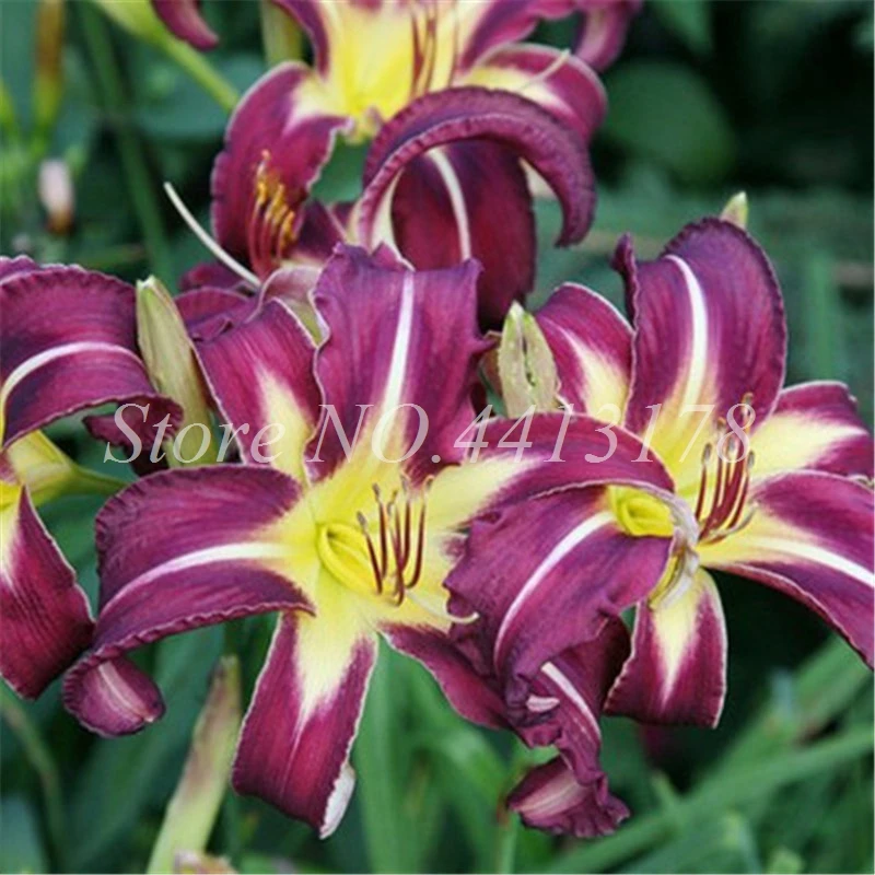 Rare Lily Bonsai Not Bulbs Exotic Bonsai Lilium Flower Potted Pleasant Fragrance Plant For Home & Garden Flower Pot 100 Pcs