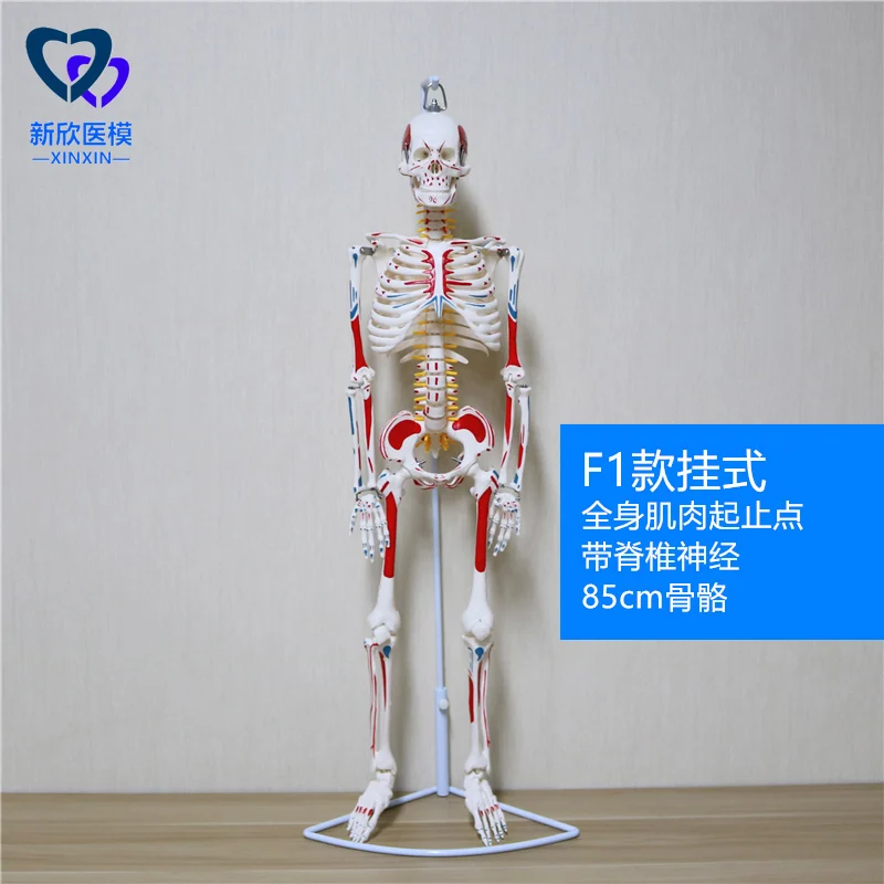 45/85 см модель скелета с нерва с принтом «сердце» с человеческого тела моделирование кости сборки учебного оборудования
