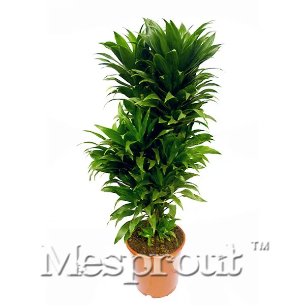 

10 Pcs/bag Blue Cycas Bonsai, Sago Palm Tree Plant,Cycas Tree Bonsai,the Budding Rate 97% Rare Potted Plant For Home Garden