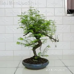 Bonsai Tree Metasequoia Glyptostroboides Seed Household Decoration Purification Air Formaldehyde Plant Seedsplants Bonsai Tree Metasequoia Glyptostroboides Seed Household Decoration Purification Air Formaldehyde Plant Seedsplants