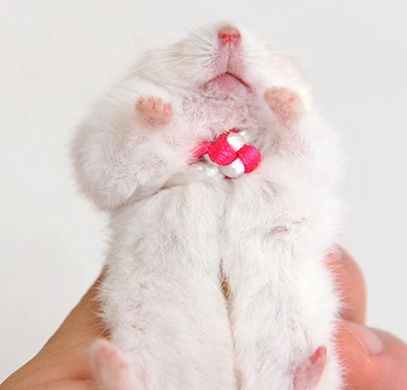 Cotton Rope Harness Lead Collar for Rat Mouse