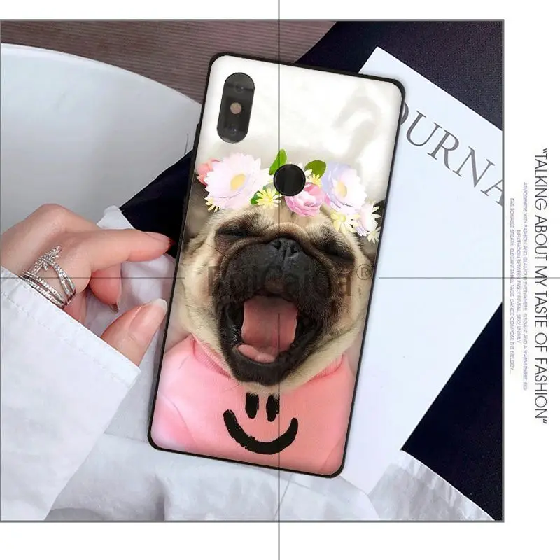 Animal cute pug