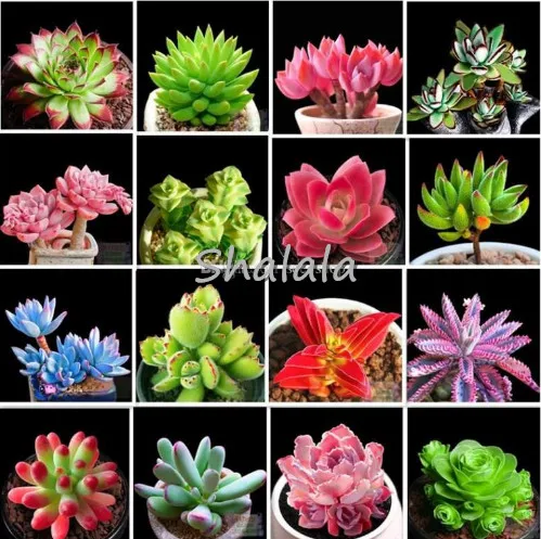 

200pcs Exotic Mini Succulent Rare Succulent Perennial Herb Plants Bonsai Pot Flower Indoor for Garden Evergreen