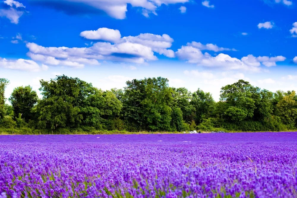 O-Lavender-08(90x60)