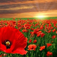 Красный цветок море Сделай Сам Живопись по номерам 24 цвета пигментная щетка Живопись Искусство Ручная роспись креативная Цифровая живопись маслом