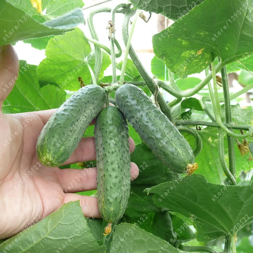 Buy 50 Pcs Organic Japanese Mini Cucumber Seeds Free Shipping