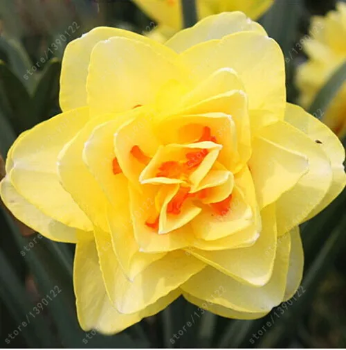 Купить 100 ШТ. / ПАКЕТ НАРЦИСС ЦВЕТОК, БОНСАЙ СЕМЕНА ВОДНЫХ РАСТЕНИЙ ...