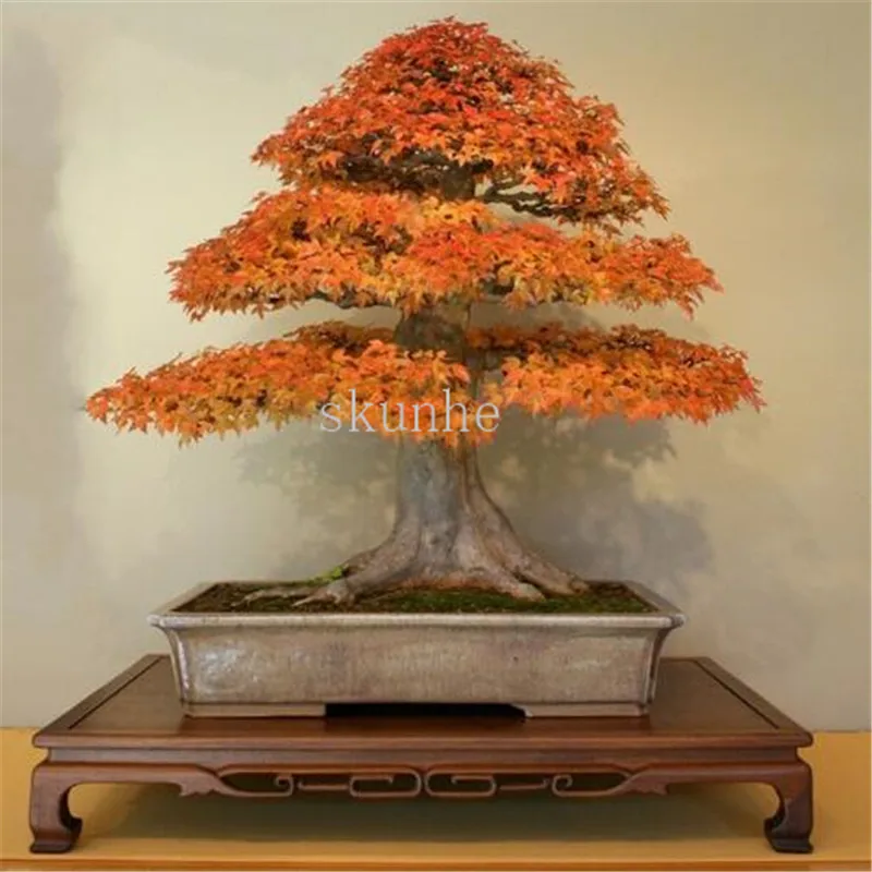 20pcs bonsai blue maple tree bonsai tree plants. rare sky blue japanese maple bonsai Balcony plants for home garden
