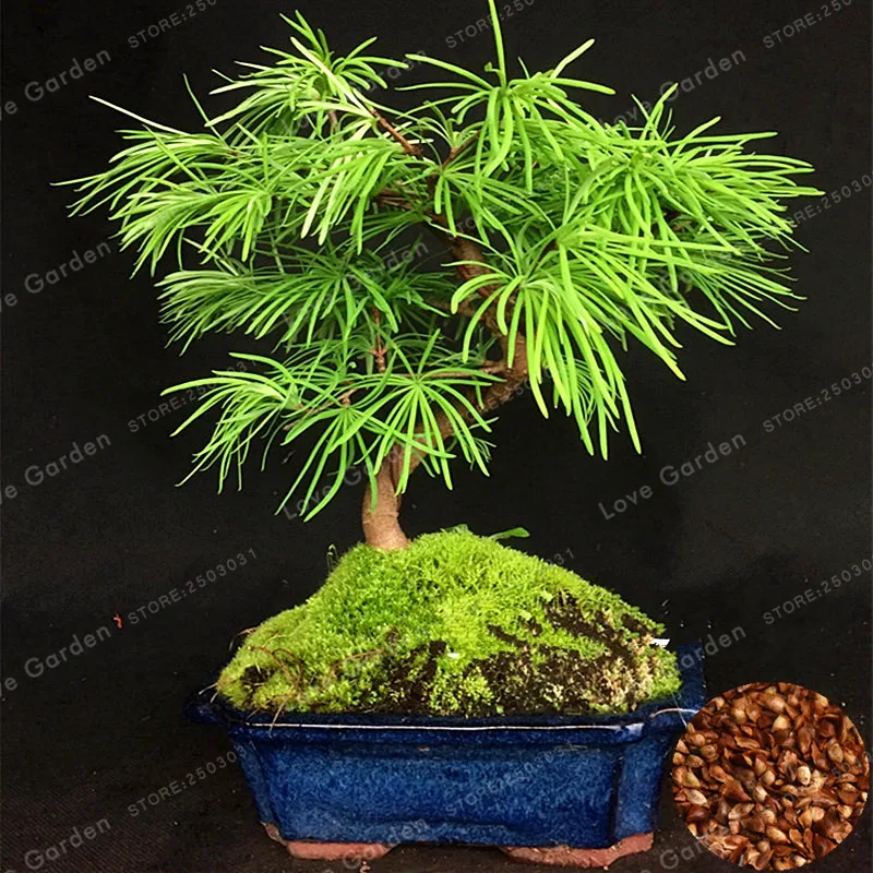 

Larix Gmelinii Tree Bonsai Larch Tree Bonsai 100 Pcs / Pack Outdoor Perennial Plant Bonsai Tree 100% True Bonsai