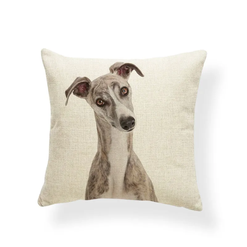 AB9207 (8) Greyhound