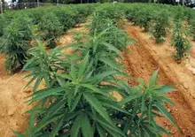 100seeds/bag Mixed rare seed, organic hemp free shipping watch home garden Very Easy Panic buying