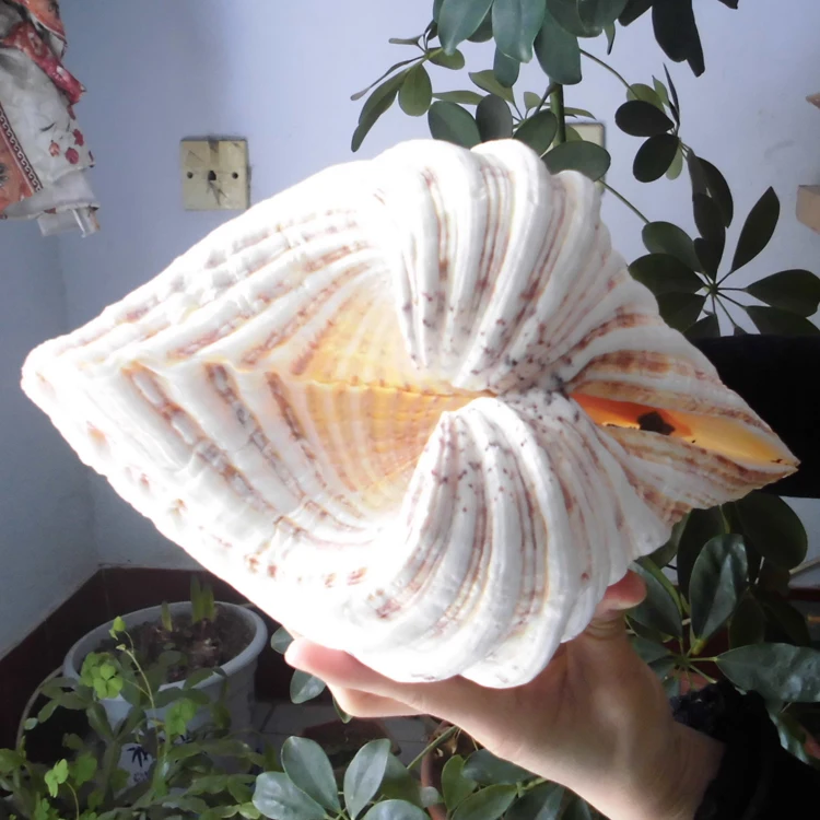 Большие морские раковины декоративная креативная модель посуды пепельница