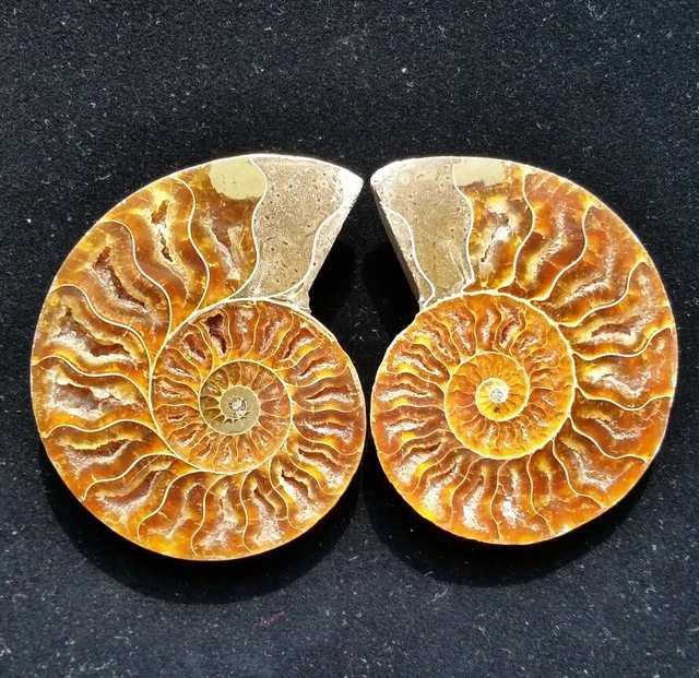 Cheap 1 pair 2 pieces natural ammonite fossil specimen hell healing Madagascar Cheap 1 pair 2 pieces natural ammonite fossil specimen hell healing Madagascar