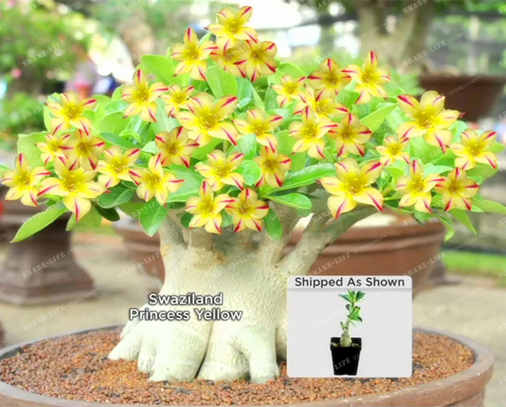 Rare Swaziland Princess Sabi Star Gemini Desert Rose Yellow Adenium Bonsai Plant Home Garden 1PCS Rare Swaziland Princess Sabi Star Gemini Desert Rose Yellow Adenium Bonsai Plant Home Garden 1PCS