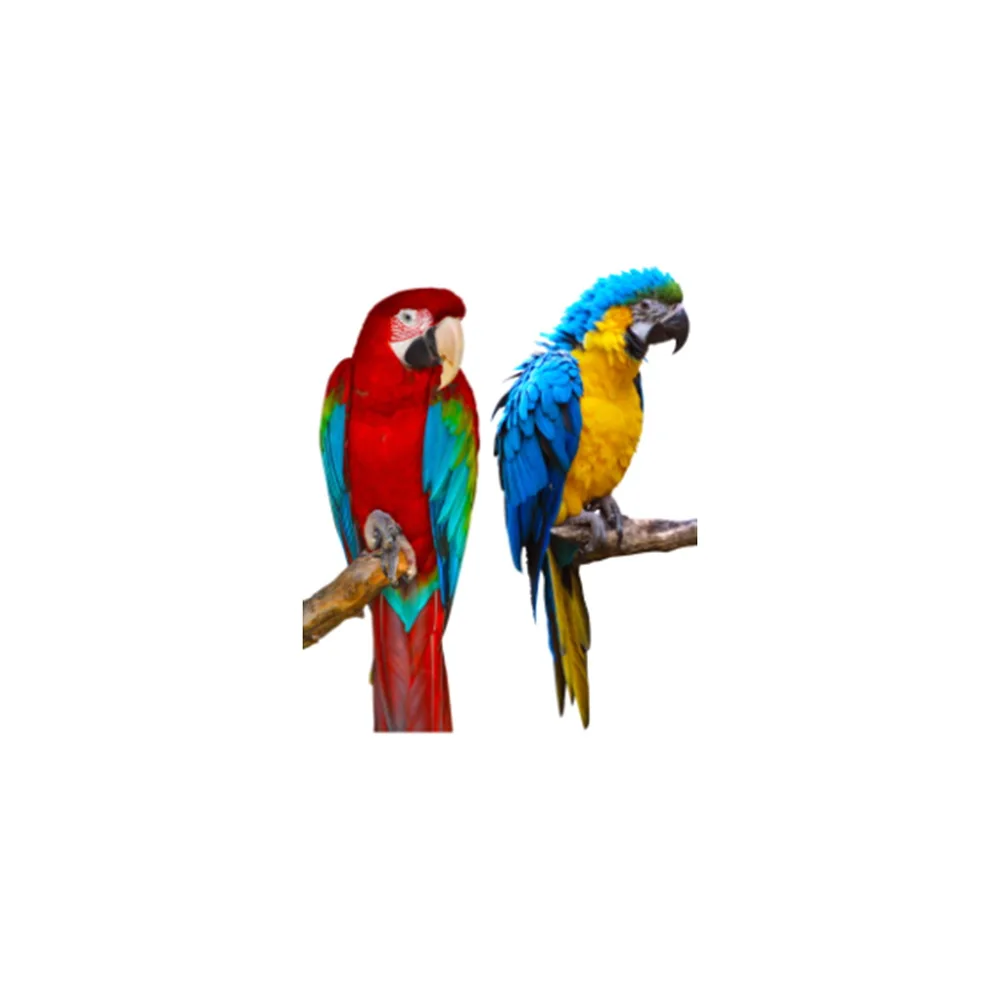

Parrots Wall Murals Wall Stickers Door Sticker Wallpaper Decals Home Decoration Aug083059